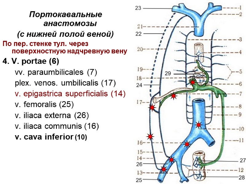 15 Портокавальные анастомозы (с нижней полой веной) По пер. стенке тул. через поверхностную надчревную